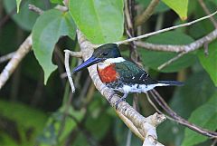 Green Kingfisher